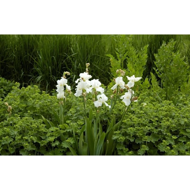 Iris X Barb.-Elat.'Cliffs Of Dover' Schwertlilie Ca. 11x11 cm Topf