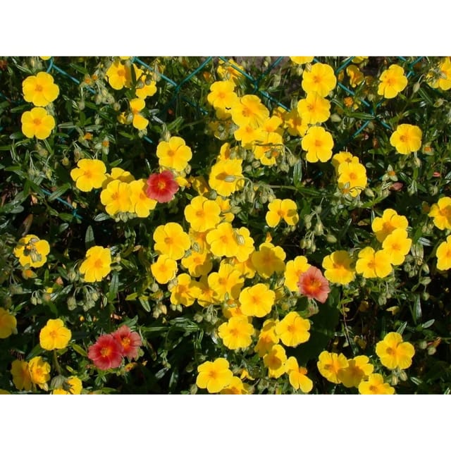 Helianthemum X Cult. Sonnenröschen Gelb Ca. 9x9 cm Topf