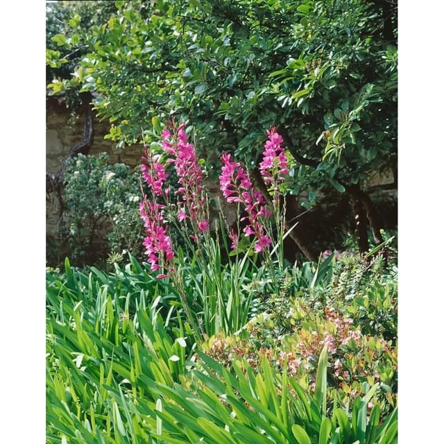 Gladiolus Palustris Sumpfgladiole Ca 9x9 cm Topf