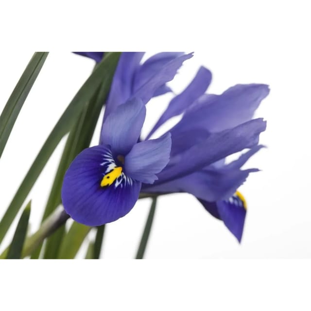 Iris Versicolor Sumpf-Schwertlilie Ca. 9x9 cm Topf