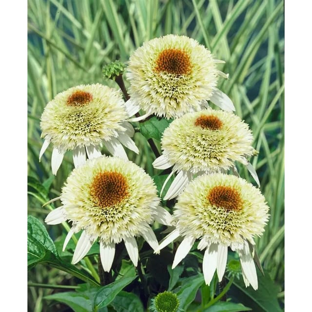 Echinacea Purpurea Scheinsonnenhut Milkshake R Ca 11x11 cm Topf