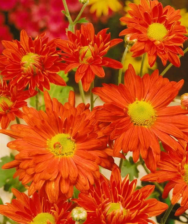 Chrysanthemum X Hort. Kl. Bernstein Gartenchrysantheme Ca. 9x9 cm Topf