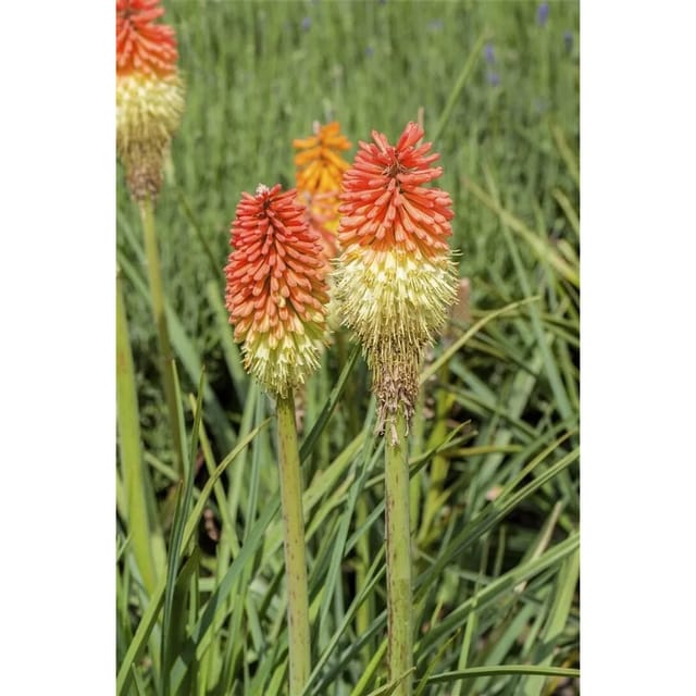 Kniphofia X Praecox Fackellilie Ca. 9x9 cm Topf