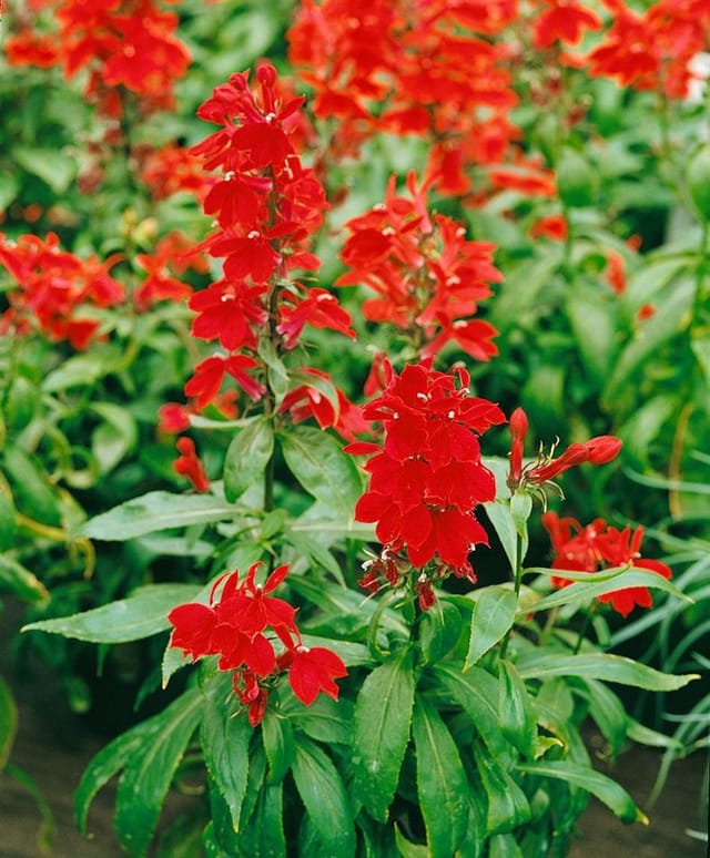 Lobelia X Speciosa Kardinalslobelie Ca. 9x9 cm Topf