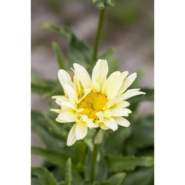 Leucanthemum X Superbum Banana Cream Margerite Ca 9x9 cm Topf