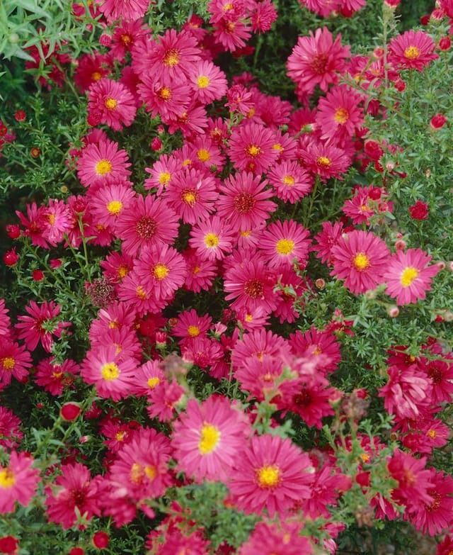 Aster Novi-belgii Glattblatt-aster Ca. 11x11 cm Topf
