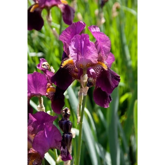 Iris X Barb.-Elat.'Senlac' Schwertlilie Ca. 11x11 cm Topf