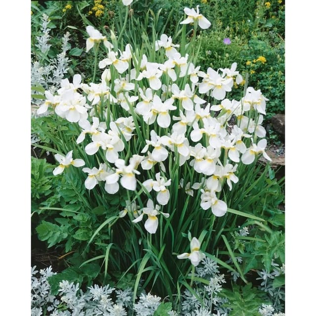 Iris Sibirica Sibirische Schwertlilie White Swirl Ca 11x11 cm Topf