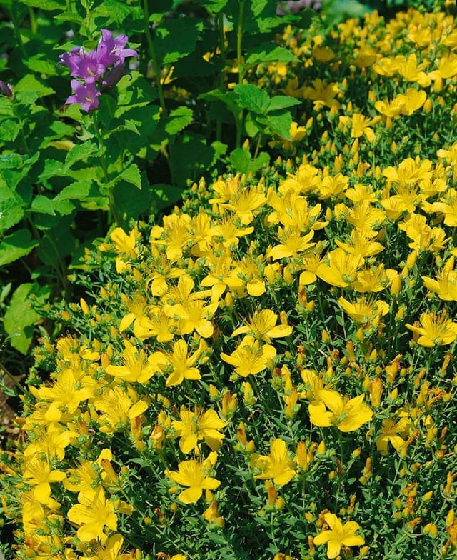 Hypericum Polyphyllum Johanniskraut Ca. 9x9 cm Topf