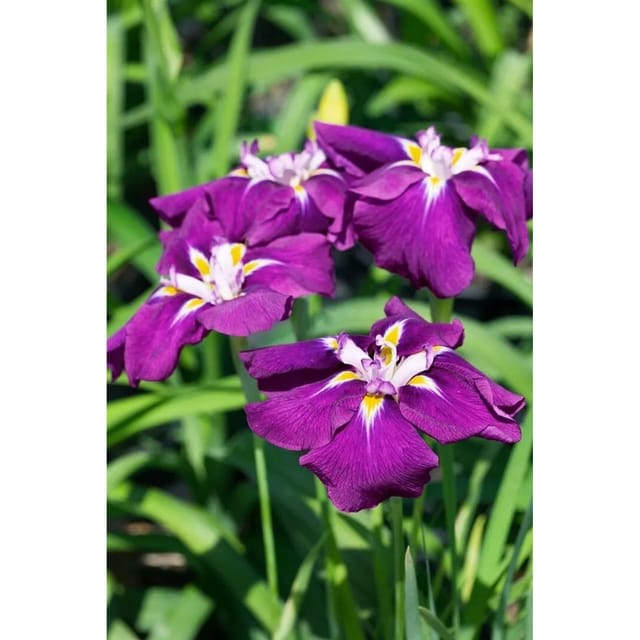 Iris Ensata Schwertlilie Ca. 9x9 cm Topf