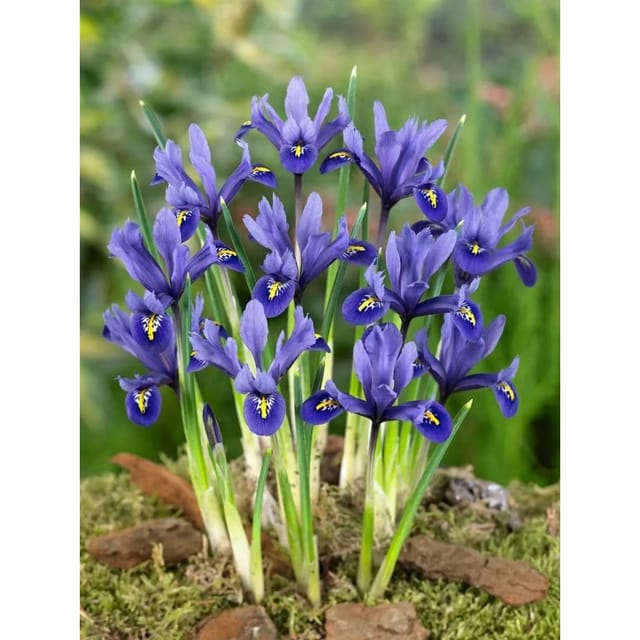 Iris Reticulata Zwergiris Harmony Ca. 9x9 cm Topf