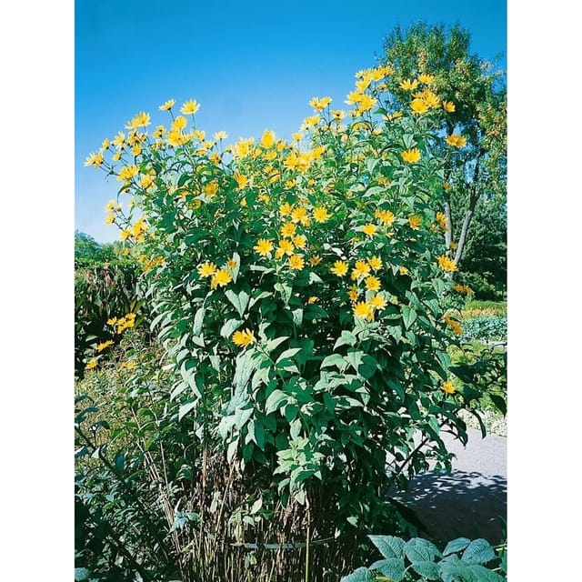 Helianthus Tuberosus Topinambur Ca. 11x11 cm Topf