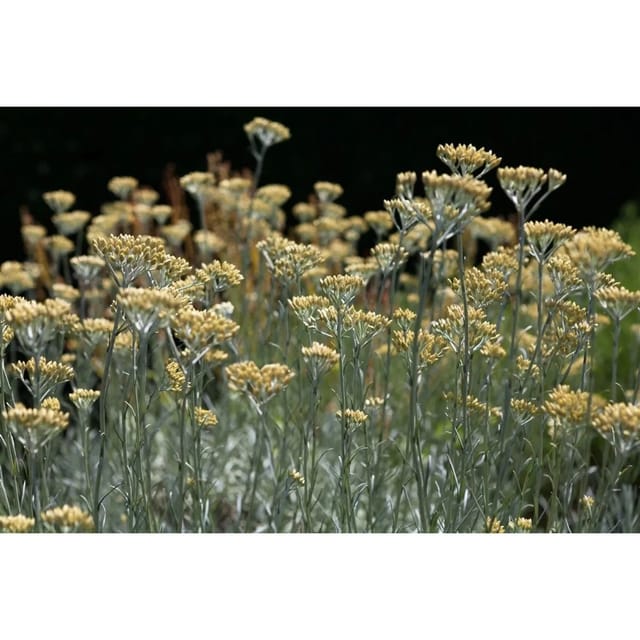 Helichrysum Italicum Currykraut Ca. 9x9 cm Topf