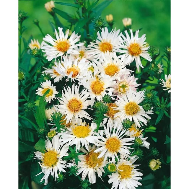 Aster Ericoides Myrtenaster Ca. 11x11 cm Topf