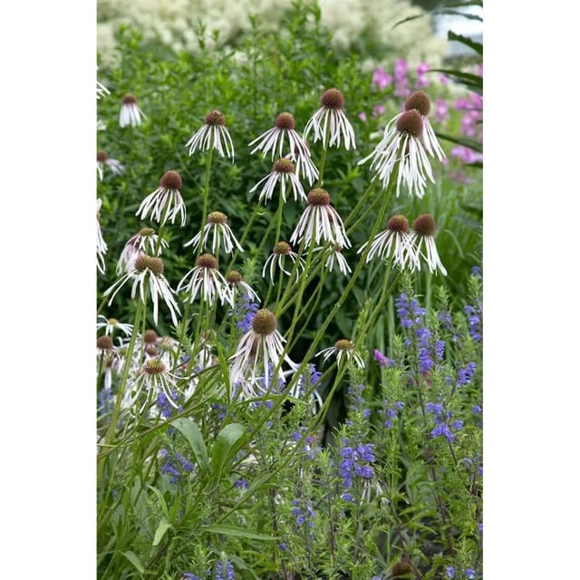 Echinacea Pallida Scheinsonnenhut Ca. 9x9 cm Topf