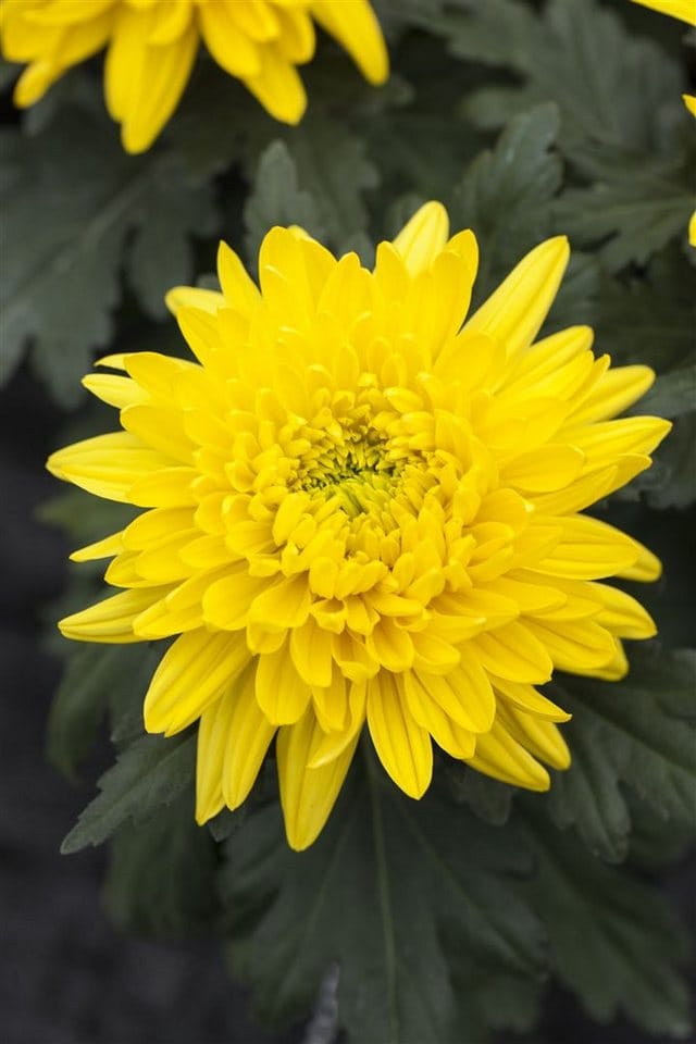 Chrysanthemum X Hort. Bienchen Gartenchrysantheme Ca. 9x9 cm Topf