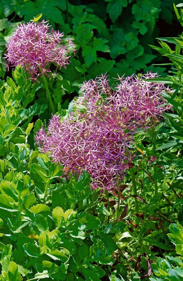 Allium Christophii Sternkugel-Lauch Ca. 11x11 cm Topf
