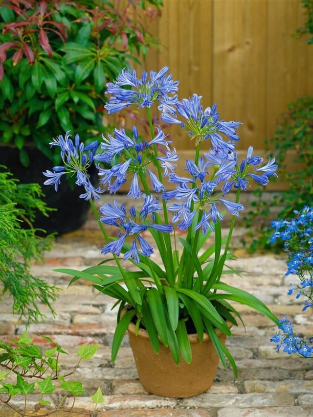 Agapanthus Africanus Schmucklilie Blau Ca 9x9 cm Topf