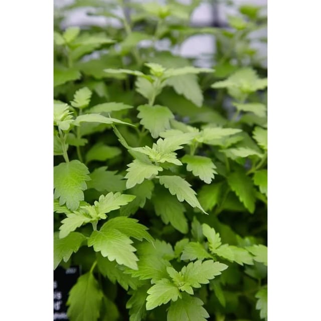 Caryopteris Clandonensis Bartblume Hint Of Gold 30-40 cm