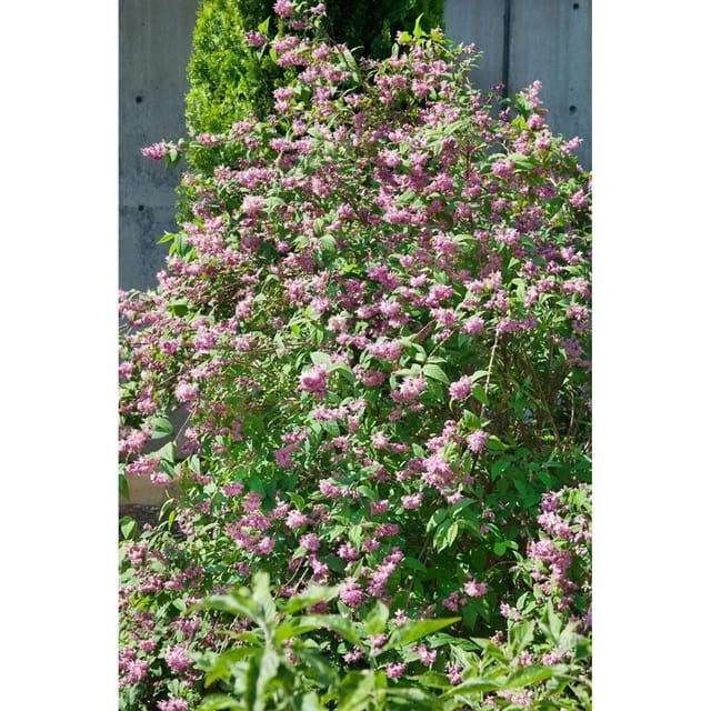 Deutzia 'Strawberry Fields' Maiblumenstrauch 40-60 cm