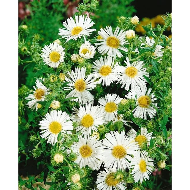 Aster Novae-angliae Raublattaster Weiß Ca. 9x9 cm Topf