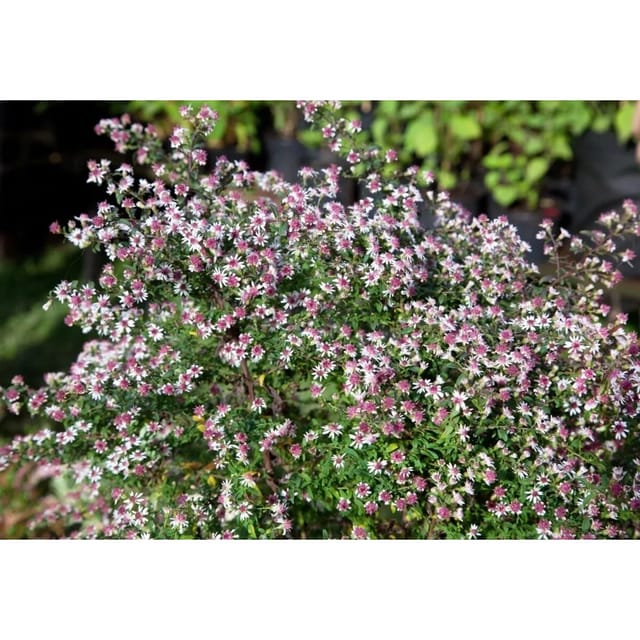Aster Lateriflorus Horiz.'prince' Glattblattaster Ca. 11x11 cm Topf