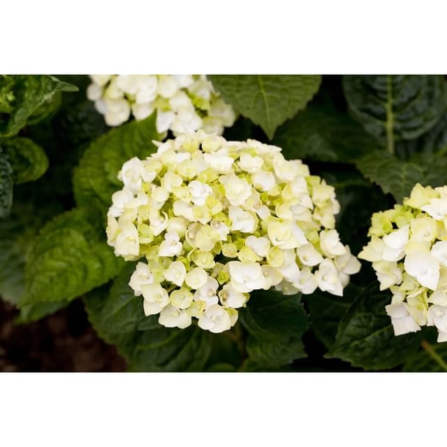 Hydrangea Bauernhortensie 'Endless Summer' The Bride Weiß 30-40 cm