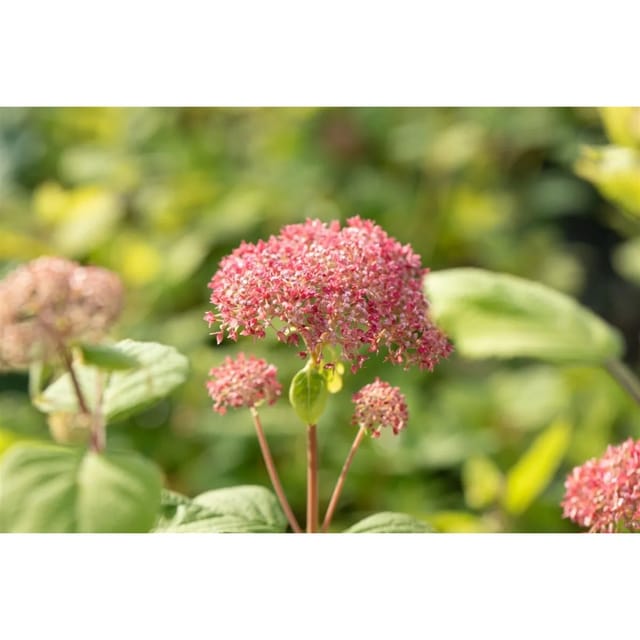 Hydrangea Arborescens Schneeballhortensie Pink Annabelle R 80-100 cm