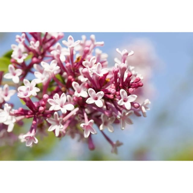 Syringa Microphylla Zwergflieder 40-60 cm
