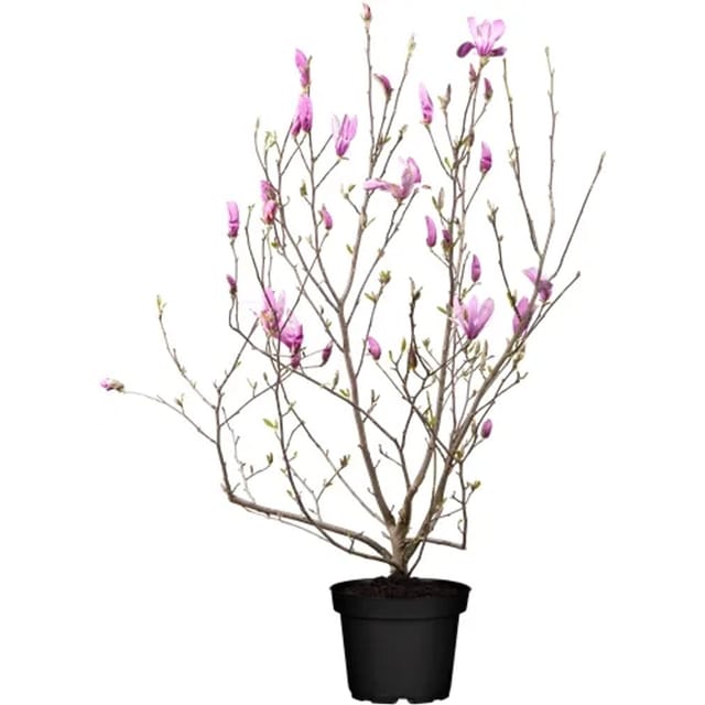 Magnolia Soulangiana Tulpenmagnolie 80-100 cm