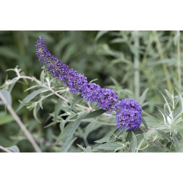 Buddleja Davidii Schmetterlingsstrauch Nanho Blue 60-100 cm