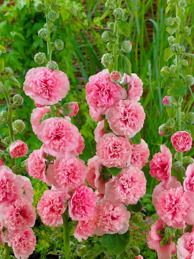 Alcea Rosea Stockrose Pleniflora Chaters Lachsrs Ca 9x9 cm Topf