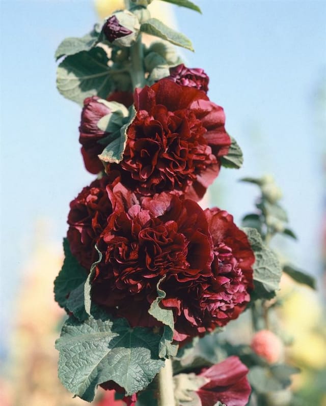Alcea Rosea Stockrose Purpur Ca 9x9 cm Topf