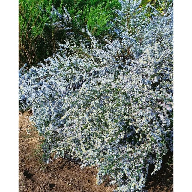 Aster Ericoides Myrtenaster Blue Wonder Ca 11x11 cm Topf