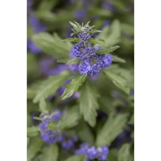 Caryopteris Clandonensis Bartblume Blue Balloon R 40-60 cm