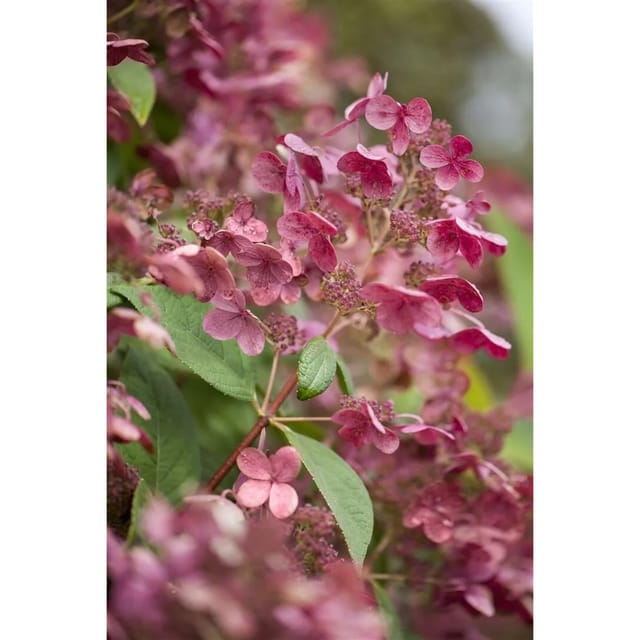 Hydrangea Paniculata Rispenhortensie Early Sensation 60-80 cm