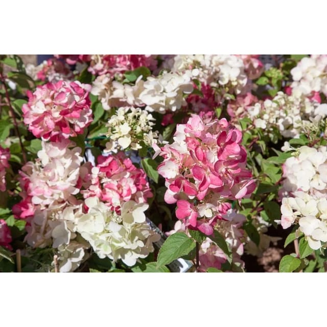 Hydrangea Paniculata Rispenhortensie Diamantino 40-60 cm
