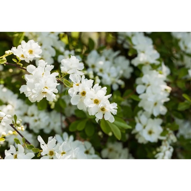 Exochorda Macrantha Perlmuttstrauch 80-100 cm