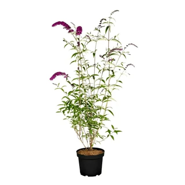 Buddleja Davidii Schmetterlingsstrauch Royal Red 40-60 cm