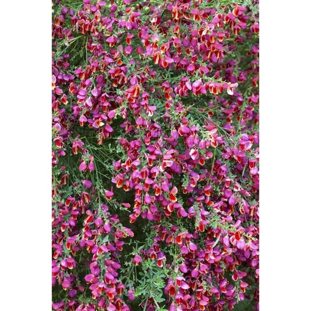 Cytisus Scoparius Besenginster Roter Favorit 40-60 cm