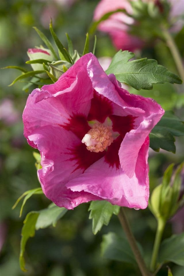 Hibiscus Syriacus Roseneibisch Pink Giant R 60-80 cm