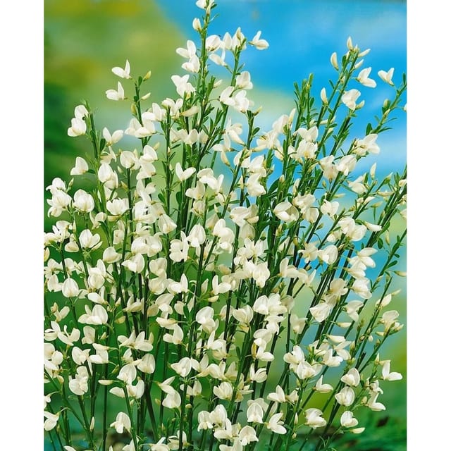 Cytisus Praecox Besenginster White Lion 30-40 cm