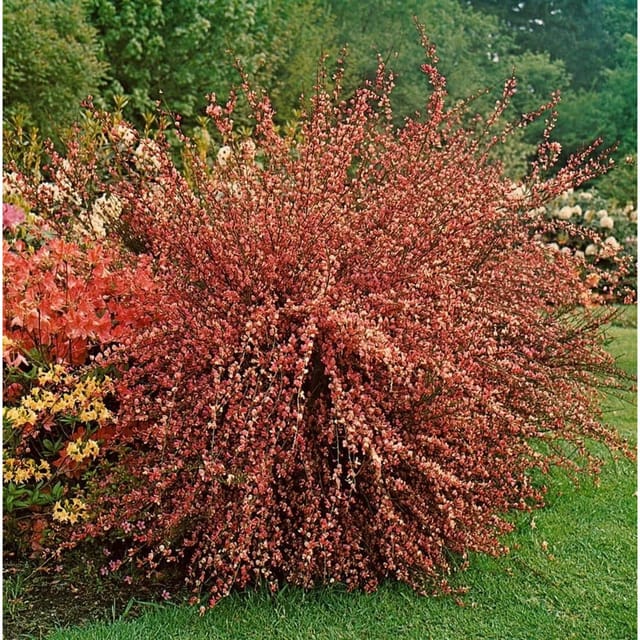 Cytisus Praecox Besenginster Hollandia 40-60 cm