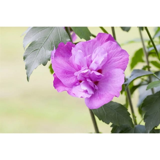 Hibiscus Syriacus Gartenhibiskus Purple Ruffles R 40-60 cm
