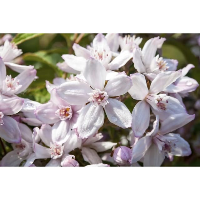 Deutzia 'Mont Rose' Deutzie 100-150 cm