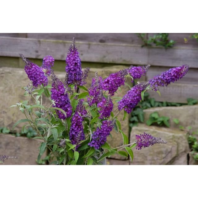 Buddleja Schmetterlingsstrauch Buzz Pink Purple R 40-60 cm