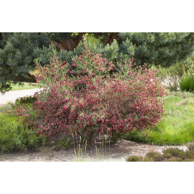 Cytisus Scoparius Besenginster Boskoop Ruby 30-40 cm