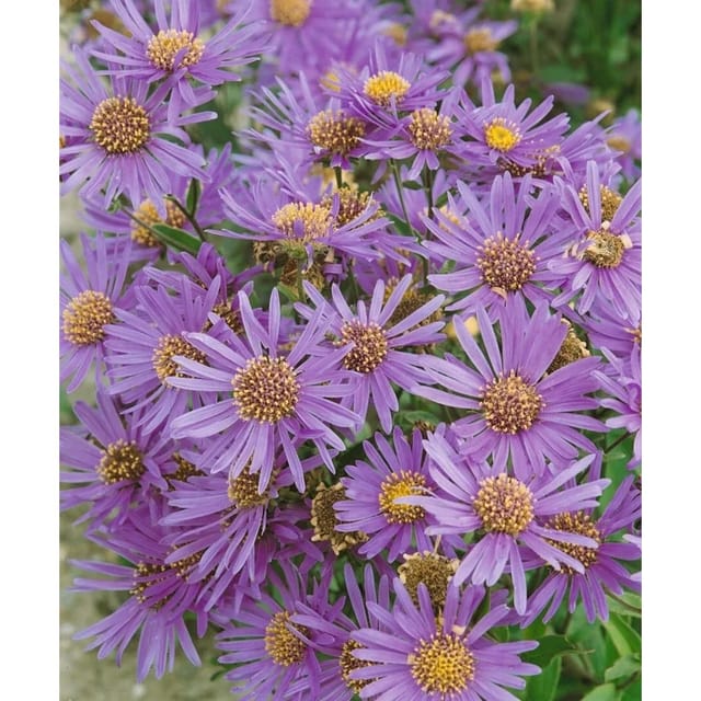 Aster Novi-belgii Glattblattaster Dauerblau Ca 11x11 cm Topf