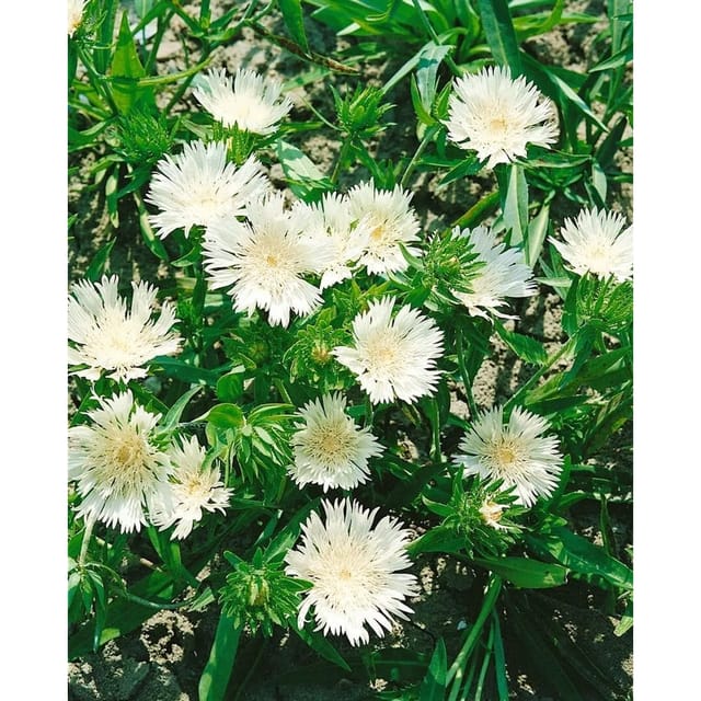 Stokesia Laevis Kissenaster Ca. 9x9 cm Topf