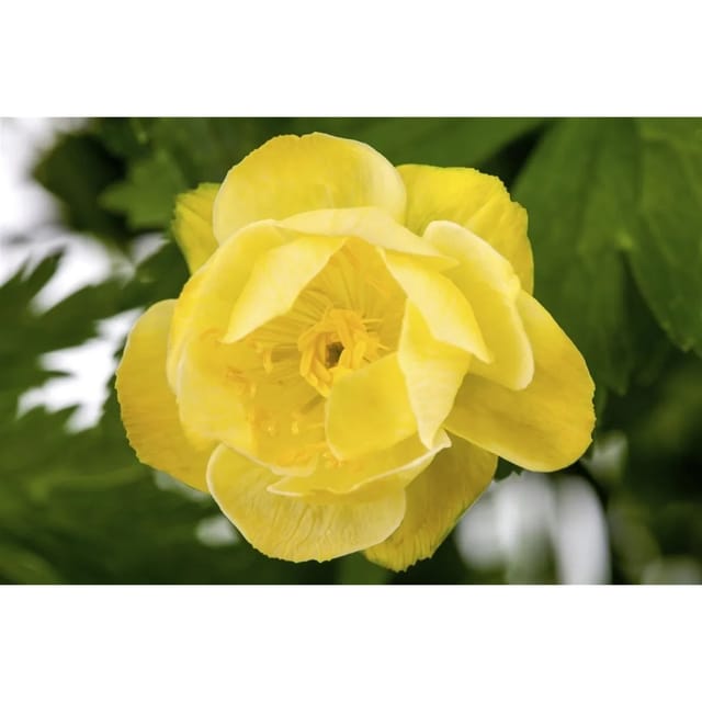 Trollius X Cult.'Alabaster' Trollblume Ca. 11x11 cm Topf